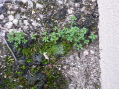 Arenaria serpyllifolia