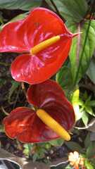 Anthurium