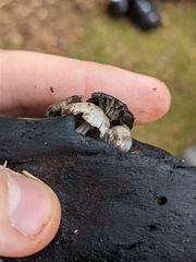 Asterophora parasitica