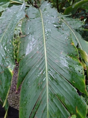 Alpinia uraiensis