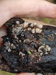 Asterophora parasitica
