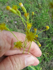 Senecio isatideus