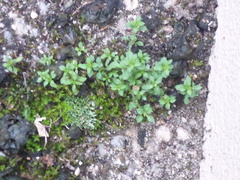 Arenaria serpyllifolia