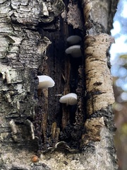 Crepidotus mollis