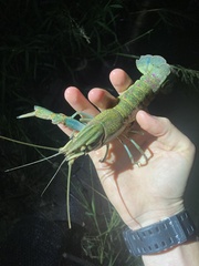 Cherax quadricarinatus