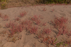 Corispermum hyssopifolium