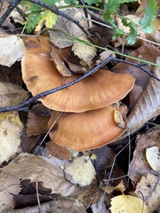 Paralepista flaccida