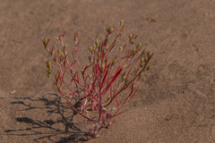 Corispermum hyssopifolium