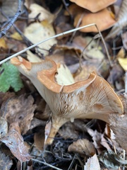 Paralepista flaccida