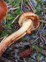 Dermocybe