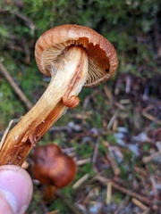 Dermocybe