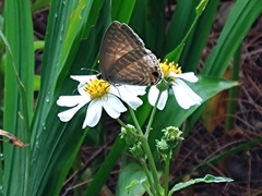 Jamides alecto dromicus