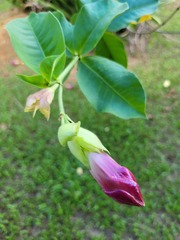 Allamanda blanchetii