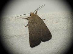 Caradrina aspersa