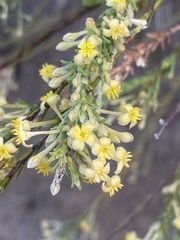 Struthiola eckloniana