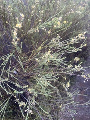 Struthiola eckloniana