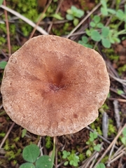 Omphalinaceae