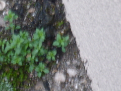 Arenaria serpyllifolia