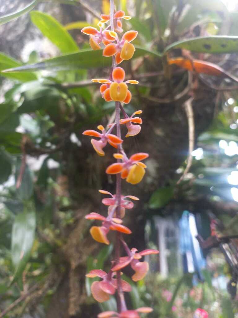 Epidendrum laucheanum Bonhof. ex Cogn.