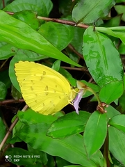 Eurema