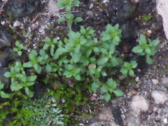 Arenaria serpyllifolia