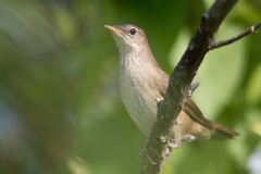 Locustella luscinioides