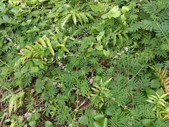 Mimosa diplotricha