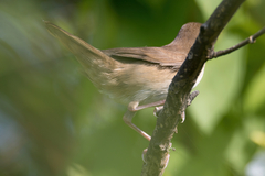Locustella luscinioides