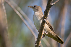 Locustella luscinioides