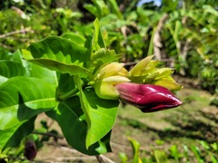 Allamanda blanchetii