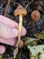 Aureonarius limonius