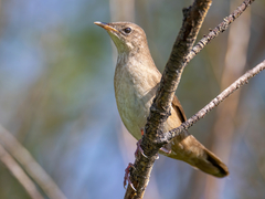 Locustella luscinioides
