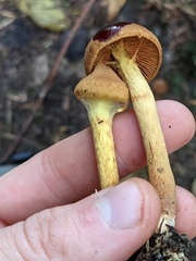 Aureonarius limonius