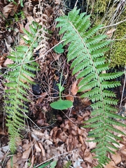 Polystichum setiferum
