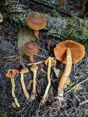 Aureonarius limonius