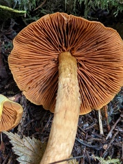 Aureonarius limonius