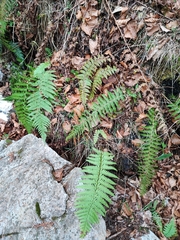 Polystichum setiferum