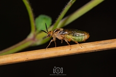 Symphyta
