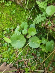 Umbilicus rupestris