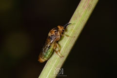Symphyta