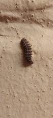 Dermestes