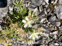 Potentilla caulescens