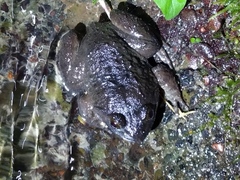 Limnonectes fujianensis