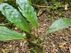 Stanhopea grandiflora