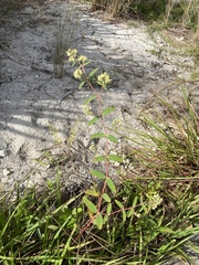 Euphorbia lasiocarpa