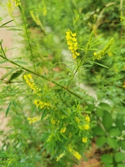 Melilotus officinalis