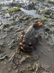 Batrachomoeus trispinosus