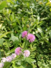 Mimosa diplotricha