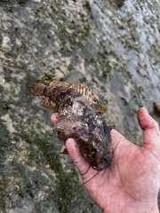 Batrachomoeus trispinosus