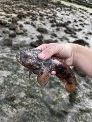 Batrachomoeus trispinosus